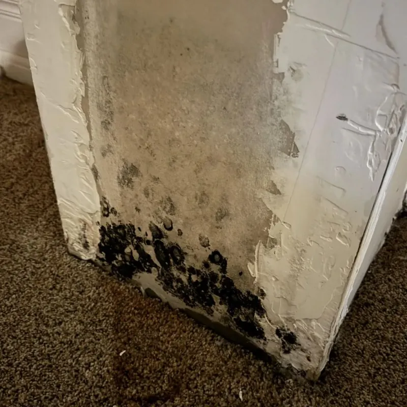 Professional Mold Removal in West Cape May, NJ